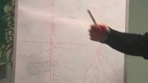 Посадка и уход за плодовыми деревьями и кустарниками часть 1