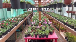 Обзор теплиц с цветами , результат эксперимента.