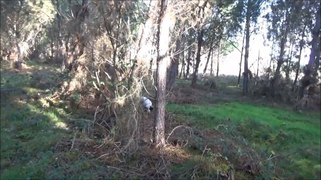 Chasses bécasses - Vue au sol - tir смотреть онлайн