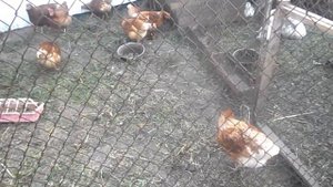 Можно ли давать кабачки курам, уткам?
