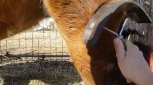 МОЁ ОТНОШЕНИЕ К ЧИСТКЕ ЛОШАДЕЙ