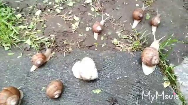 Ślimaki ? смотреть онлайн