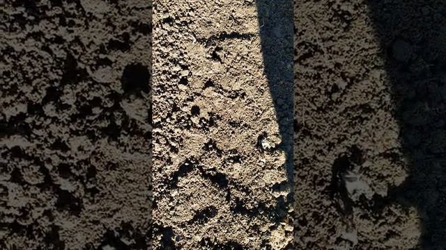 Посадка АБРИКОСОВ в Сибири смотреть онлайн