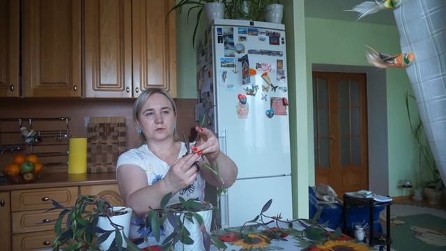 Обрезка Традесканции!