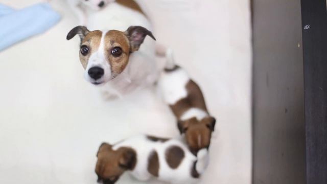 Фрая и пищащие щенки смотреть онлайн