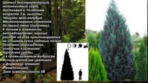 'Dart's Blue Ribbon' - "Голубая Лента Дартса". Кипарисовик Лавсона. Lawson's Cypress.