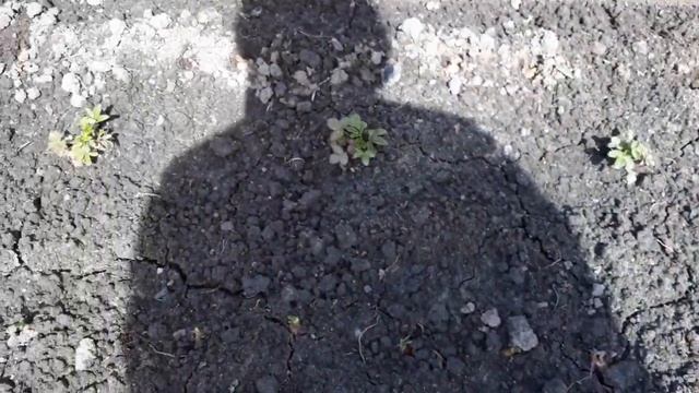 Огород на средину мая. Чеснок,клубника,земляника...! смотреть онлайн