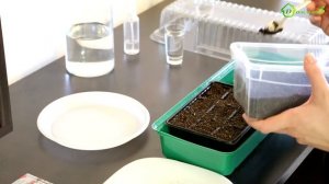 АЛИССУМ выращивание из семян