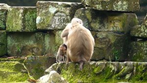 It Would Be Perfect For Rose and Libby Try To Exchange Rainbow With Brady Back. Please Watch.