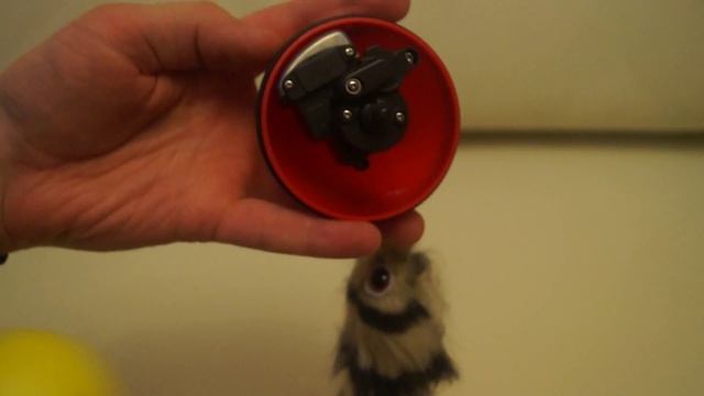 мангуст бегает с шариком inmagig.ru смотреть онлайн