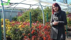 Випуск 22. Рододендрон (Азалія) Feuerwerk