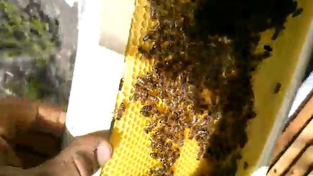 Осмотр семей после двух недель кочевки №2 смотреть онлайн