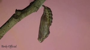 Butterfly Life Cycle - Caterpillar To Butterfly Transformation Time-Lapse