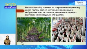 9-класс | Биология | Селекция, как изменение человеком культурных форм организмов