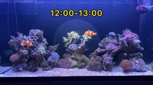 Визуальный световой цикл в морском аквариуме !