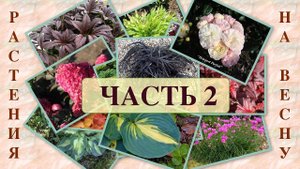 ХОТЕЛКИ на весну. КРАСИВЫЕ КУСТАРНИКИ И МНОГОЛЕТНИЕ РАСТЕНИЯ. ЧАСТЬ 2. ДАЧНЫЙ КРЕАТИВ.