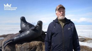Байкальская нерпа