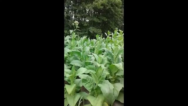 ТАБАК | Выращивание табака. смотреть онлайн