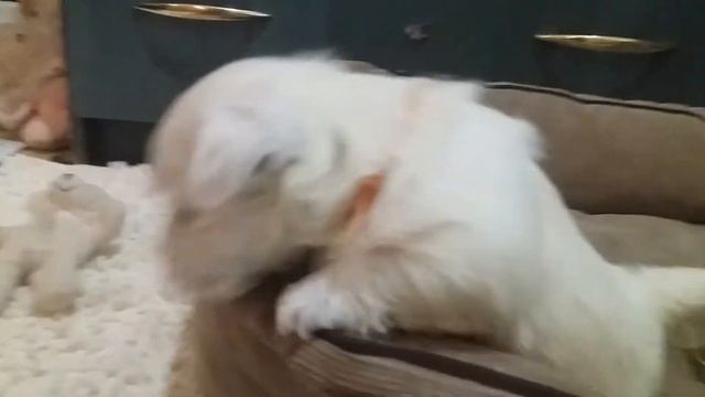 Вест хайленд вайт терьер. Щенки. Девочка. Питомник LOVE SHEVS.