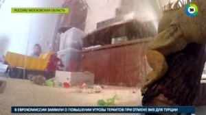Москвичка с маленьким ребенком завела дома рысь