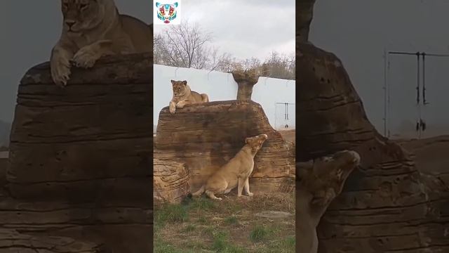 Осенний блюз для Люси и Киары.. #животные #лев #казань #реказамбези