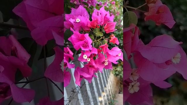 #LUSH PINK BOUGAINVILLEA.                       BEAUTY OF GARDEN IN ALL SEASONS