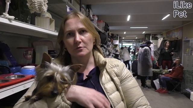 Как ухаживать за австралийским шелковистым терьером?
