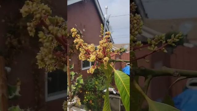 Mangifera Indica Flowers, the Indian Mango #mango #fruittrees #flowers