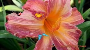 Лилейник гибридный Пинк Страйпс (hemerocallis) ? обзор: как сажать, рассада лилейника Пинк Страйпс