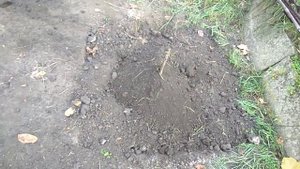 @Посадка винограда. Осенью, весной, на старое место. Шпалера. Вып.13