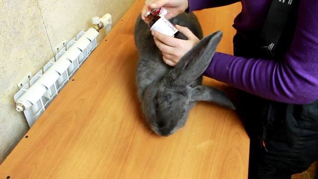 микроинсульт у кролика. как вылечить. смотреть онлайн