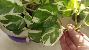 Эпипремнум sp. White var. big leaves