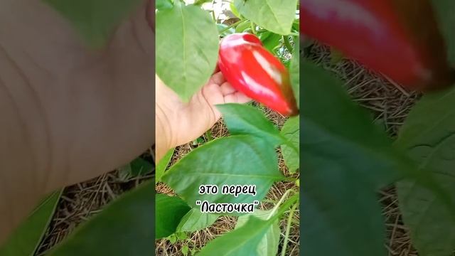 посеяла семена от покупных перцев