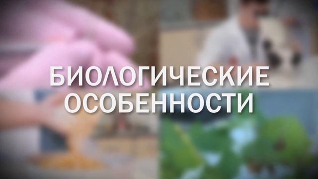 Щирица бугорчатая (Amaranthus tuberculatus (Moquin-Tandon) Sauer)