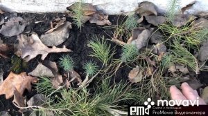 Выращивание ели из семян шишки.2 года прошло с посадки семян.
