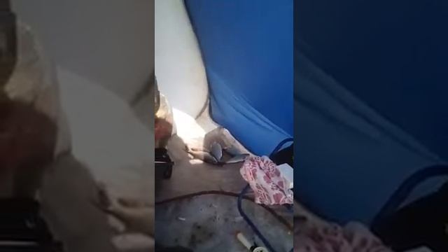 Платник.(тёщин язык) 24.03.2018. смотреть онлайн