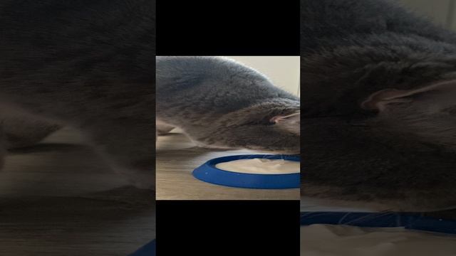Пуша любит сметанку / Pusha loves sour cream