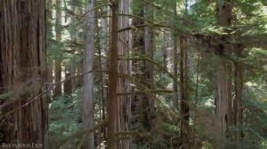 Красота мира природы и животных