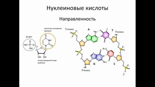 Сказка про нуклеотиды и цветок жизни.