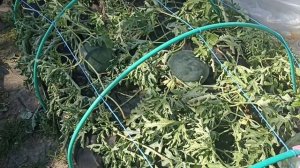 Как вырастить арбуз на даче