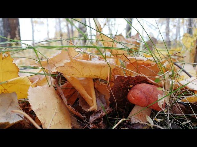 Осенние грибы #NIK_72 смотреть онлайн