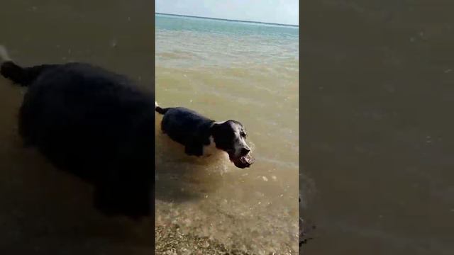 Собака ныряет в воду п. Волна