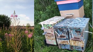 Пчёлы. Поймали  два роя пчел, заселяем в один улей. Будни начинающего пчеловода.