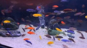 Цихлиды озёра малави «Мбуна»