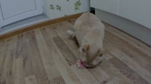 Кот ест куриную голову.
