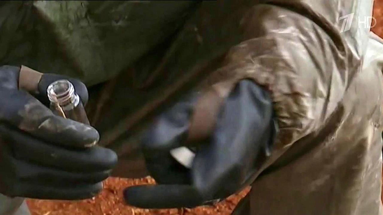 Видео где террорист ест свое ухо крокус