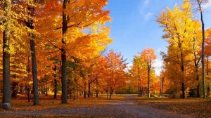 Красотой дел рук Твоих я восхищаюсь мой Бог / 29 11 2020 Воскресенье агрогородок Ольшаны