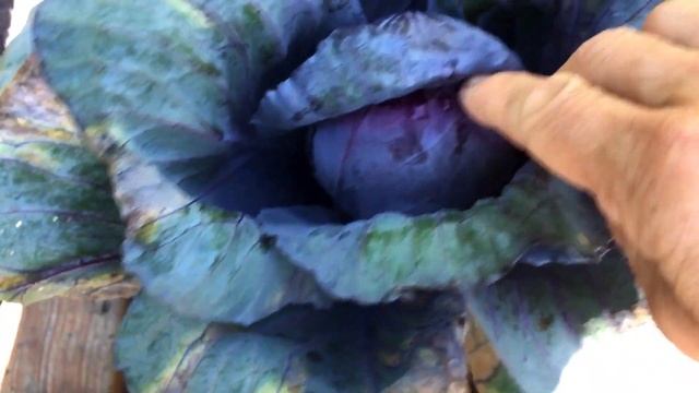 СНИМАЮ УРОЖАЙ - странная цветная капуста- картошка хороша и арбуз медленно но уверено подрастает смотреть онлайн