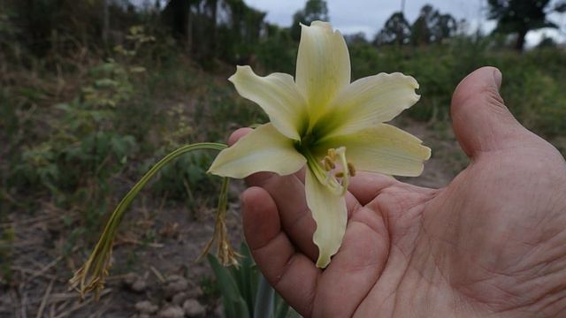 Hippeastrum parodii en su habitad natural  flora argentina  Azucena  Amarilis  Amaryllis