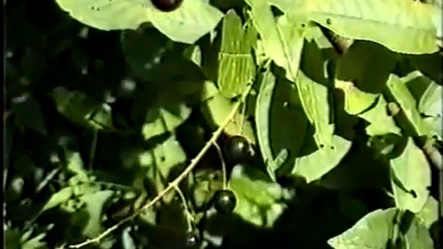 ЧЕРЕМУХА ОБЫКНОВЕННАЯ - ЛЕЧЕБНЫЕ СВОЙСТВА